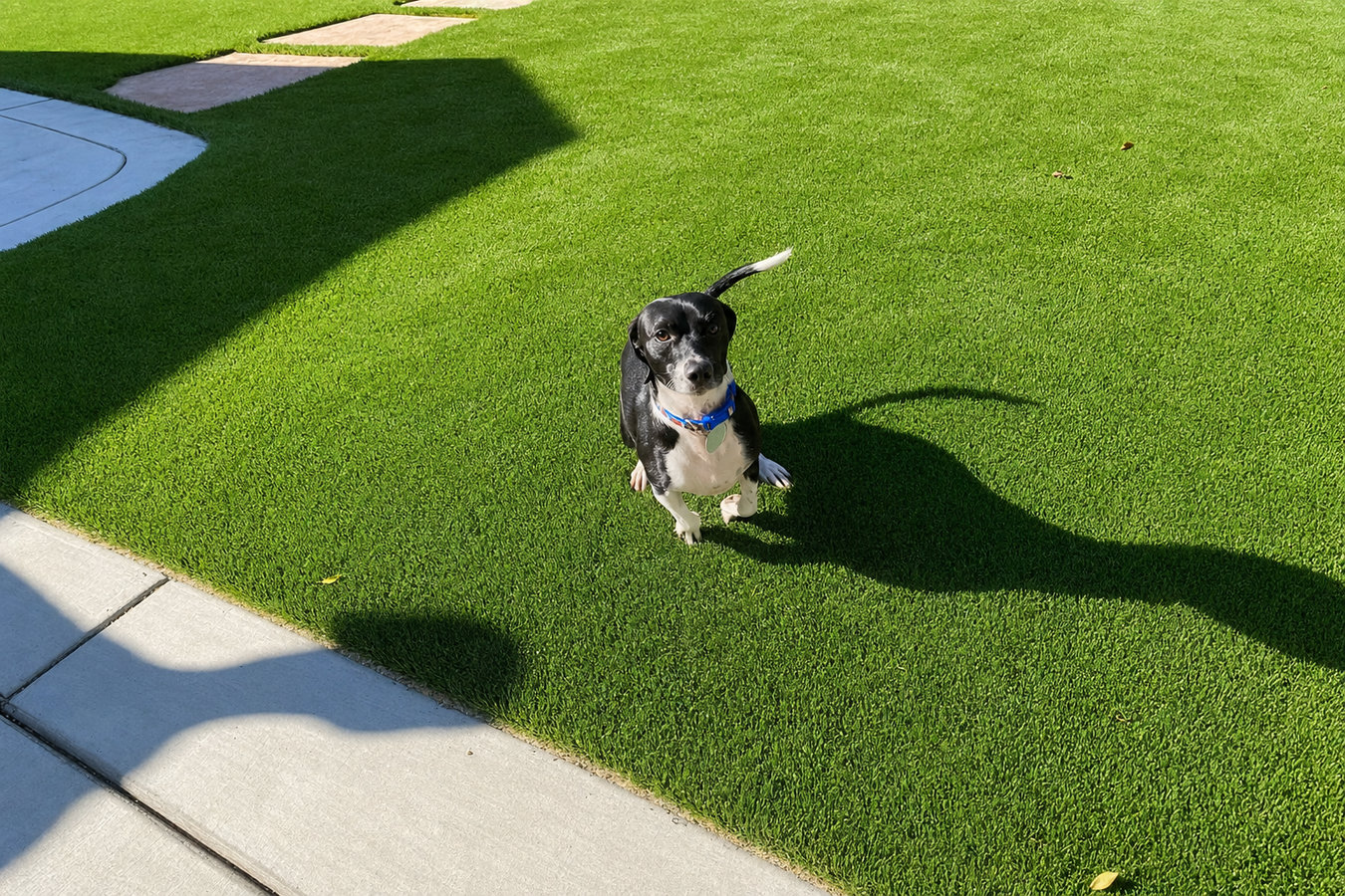 Pet-friendly turf in Glendora, CA